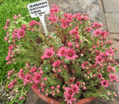 Sempervivum arachnoideum 'Gorges d'Heric' 